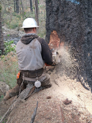crew using chainsaw with tree